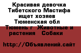 Красивая девочка Тибетского Мастифа ищет хозяев - Тюменская обл., Тюмень г. Животные и растения » Собаки   